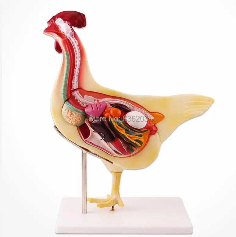

Medical Chicken Anatomical Model Animal model male member skeleton surgical anatomical Anatomy traumatic pistols instruments