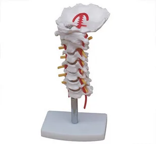 

Reproductive organs MODELS FOR surginal doctor training Cervical belt model FIRST AID TRAINING MANIKIN