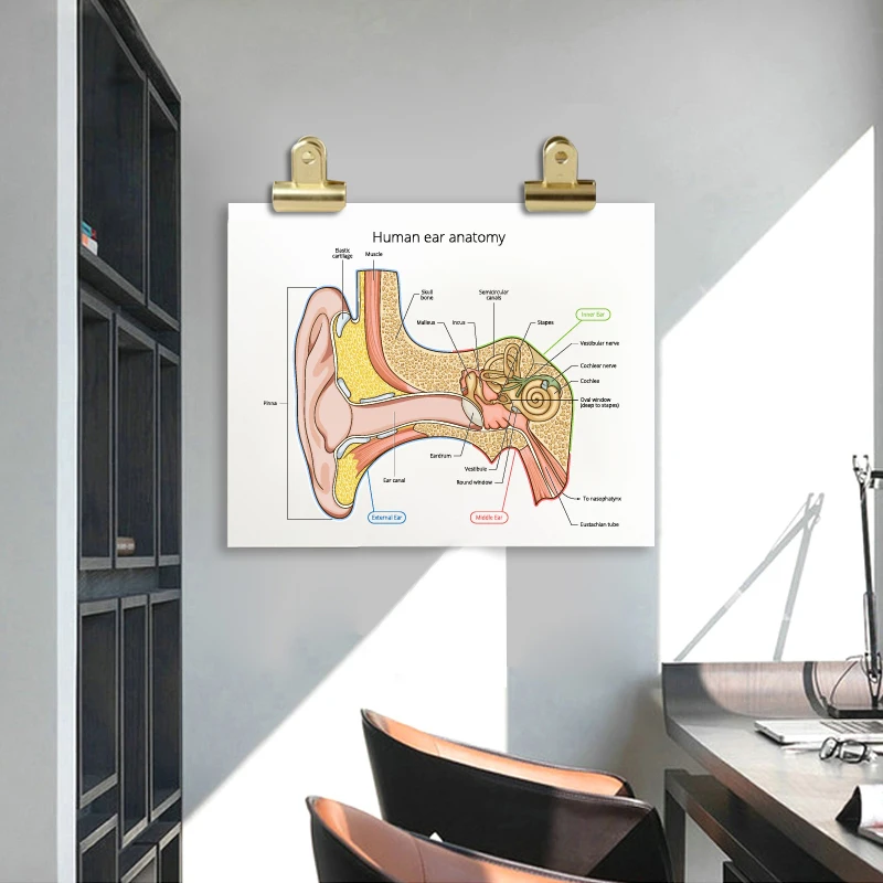 Ear anatomy prints medicine student gift