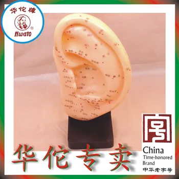 

Hwato 22CM Ear acupuncture earpins auricular application model ear acupuncture points model with stand free shipping