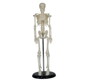 

Full-body human model 45cm skeleton model 45 with base plate