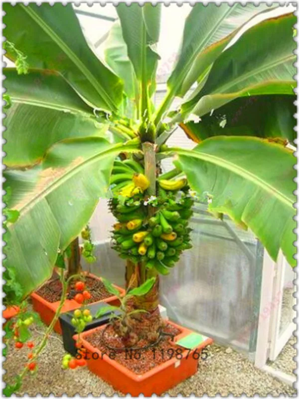 100 Pcs Red Banana Bonsai Organic Heirloom Delicious Fruit Plant Home