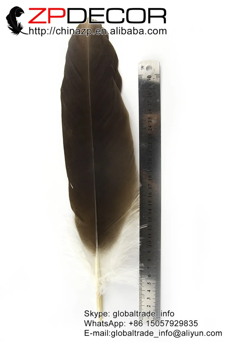 12-14inch rare and precious natural eagle feather (5)