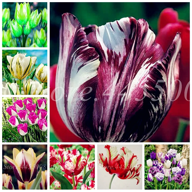 

1000 Pcs Tulip Bonsai Flower Outdoor & Indoor Charming Perennial Tulipanes Potted Flore Garden Planting for Flower Pot Planters