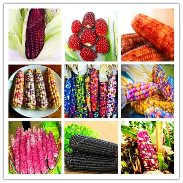 

100pcs bonsai Rainbow Corn Organic Sweet Vegetables Edible Corn High-Quality Vegetable For Home Garden Planting