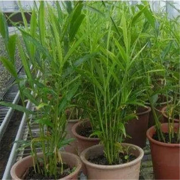 100 قطعة الزنجبيل حديقة شرفة بوعاء بونساي مصنع فلوريس أربعة مواسم نبات الزنجبيل plantas النباتات بقاء معدل أكثر من 95% 100 قطعة الزنجبيل حديقة شرفة بوعاء بونساي مصنع فلوريس أربعة مواسم نبات الزنجبيل plantas النباتات بقاء معدل أكثر من 95%