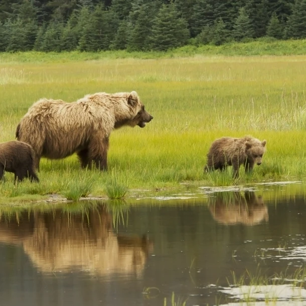 Adult sow Grizzly bear with two cubs  Silver Salmon Creek  Lake Clark National