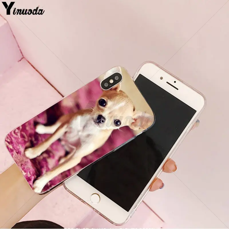Animal Chihuahua dog