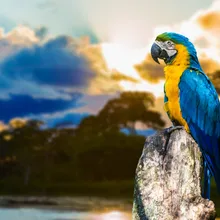 Попугай DIY живопись по номерам 24 Цвета Пигмент кисть Искусство Ручная роспись креативная цифровая картина маслом