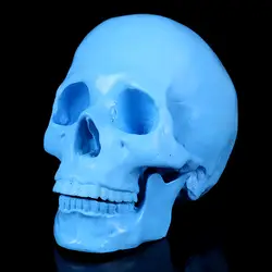 Хэллоуин предметы домашнего Аксессуары учения медицина смолы черепа Новинка; Лидер продаж продукты синий черепа