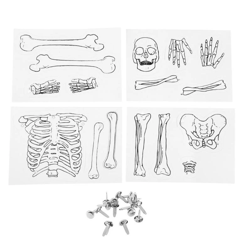 Juguete rompecabezas para niños pequeños DIY modelo esqueleto humano  aprendizaje educación temprana|Kits de construcción de maquetas| -  AliExpress