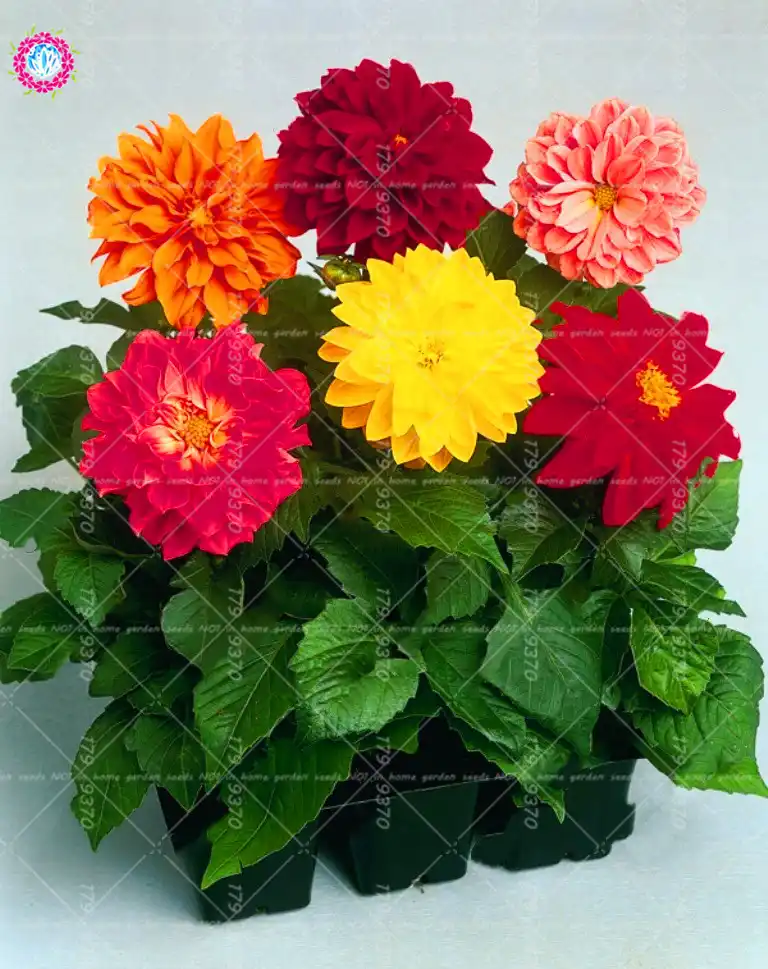 Detail Feedback Questions About 50pcs Mix Color Dahlia Chinese Rare