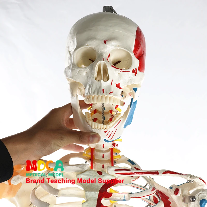 170 см модель скелета человека нейромышечный запуск и остановка цветная связка Скелет Йога медицинское обучение MGG301