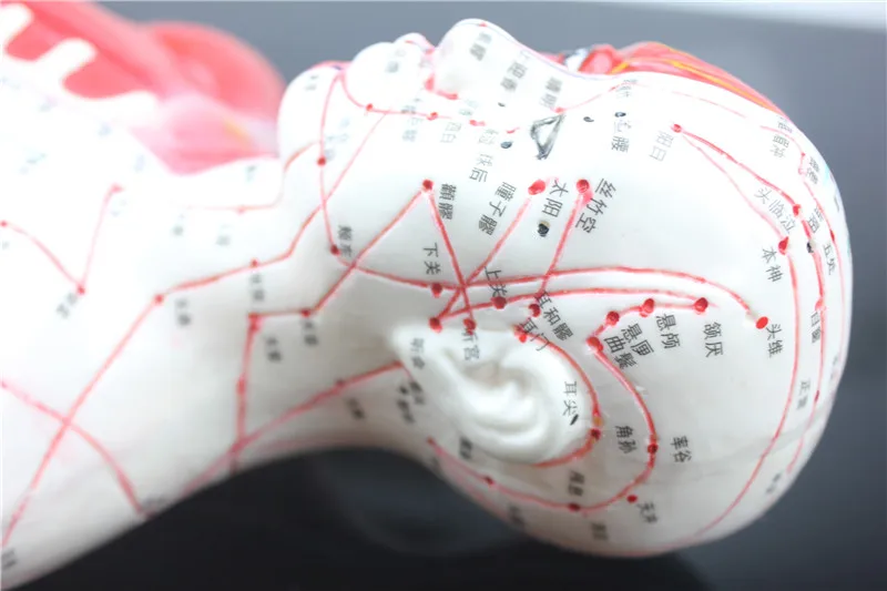 HD Жесткий 60 см мужской человека точка акупунктуры модель с мышцами анатомическая человеческого тела Модель точечной акупунктуры человека