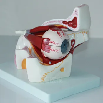 

3X Eye anatomical models eye and orbital eye enlarged model eyeball model human model