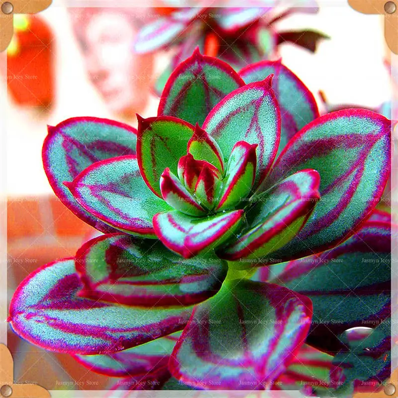 200 Pcs/Lot Mini Succulents Flowers Bonsai Plants Sementes 24 Color Rare Lithops Stone Flower Potted Planting for Home Garden