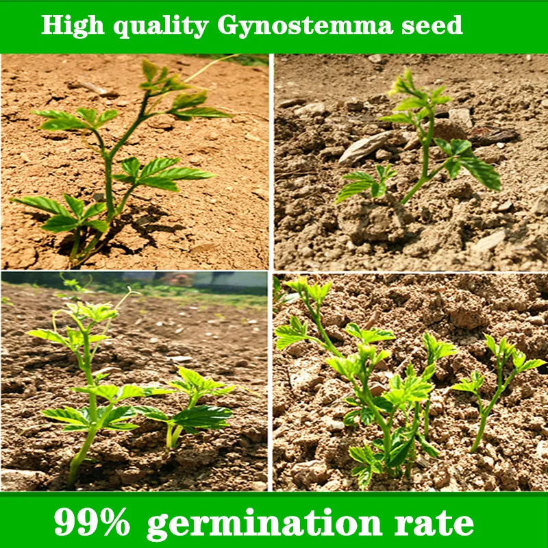 100 шт-1000 шт Высокое качество семена гинностеммы пентафиллум 99% Высокая скорость прорастания