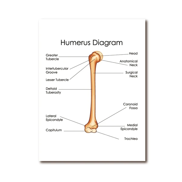 Manusia Anatomi Humerus Diagram Cetakan Dokter Kantor Dinding ...