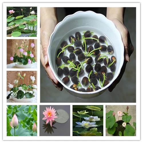 Hot Sale 5 Pcs/Pack Bowl lotus Bonsai Hydroponic Plants Aquatic Plants FlowerPot Lotus Water Lily plant Bonsai Garden