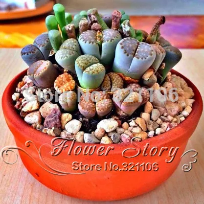 100 seeds Lithops Pseudotruncatella Living Stone   Rare Succulent Seeds  Home Garden Plant  seeds
