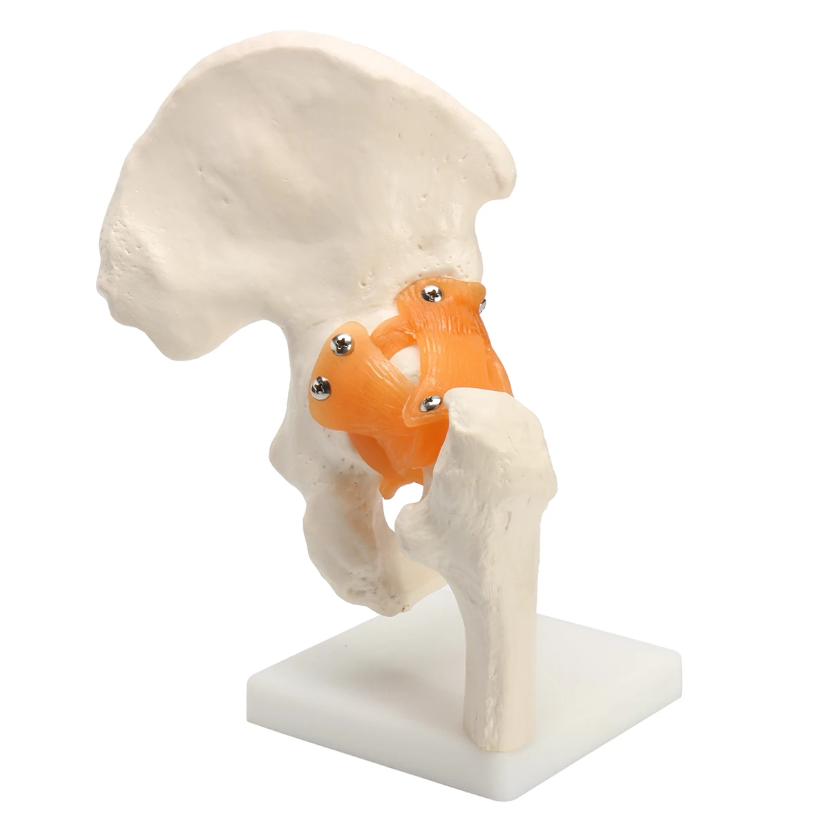 

12*12*25cm Life Size Professional Hip Joint Model Anatomy Skeleton Medical Science Teaching Model Educational Props