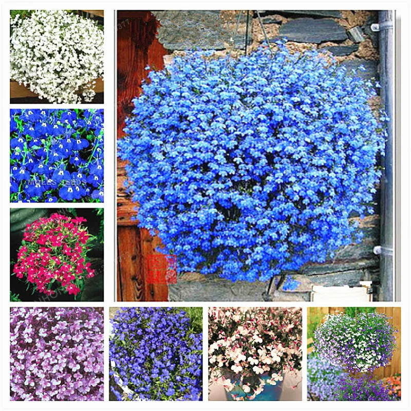 

100 Pcs Lobelia Bonsai Garden Indoor Bonsai Flower Plant (Blue Purple White Pink) Diaopen Flower Garden Decoration