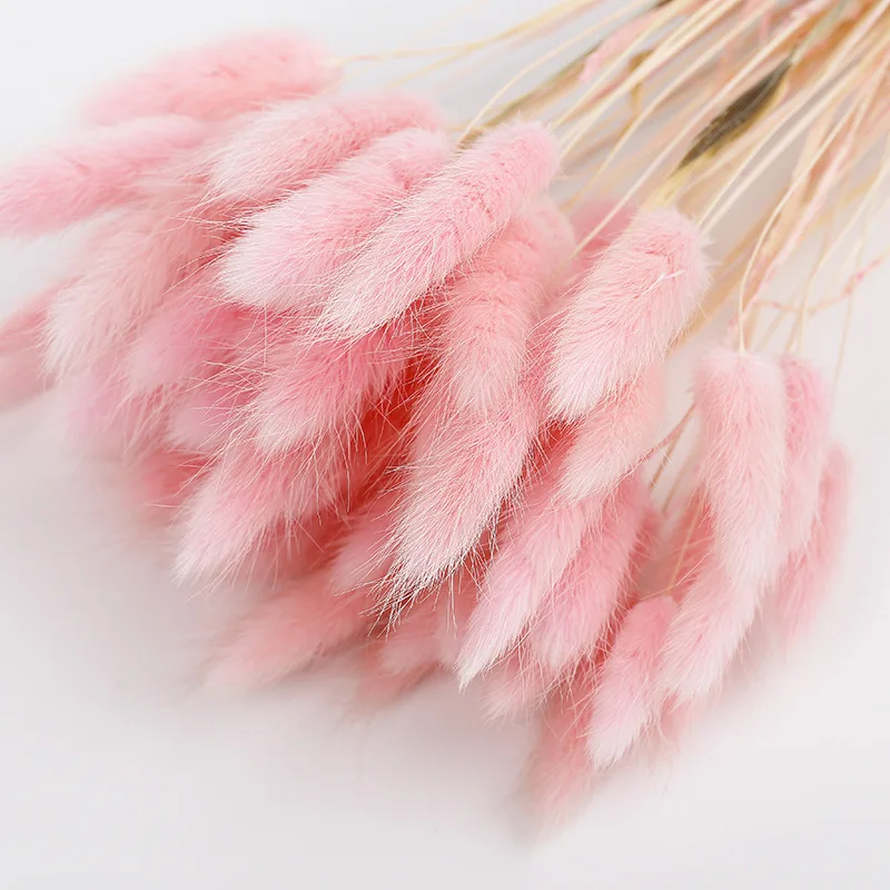 

H671 20PCS Natural rabbit tail grass dried flowers Colorful Decorative Artificial flowers