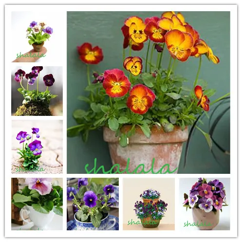 

100 Pcs/Pack Mexican Pansy Bonsai Wavy Viola Tricolor Flower Bonsai Potted Mix Color Plant Home Garden Easy To Grow