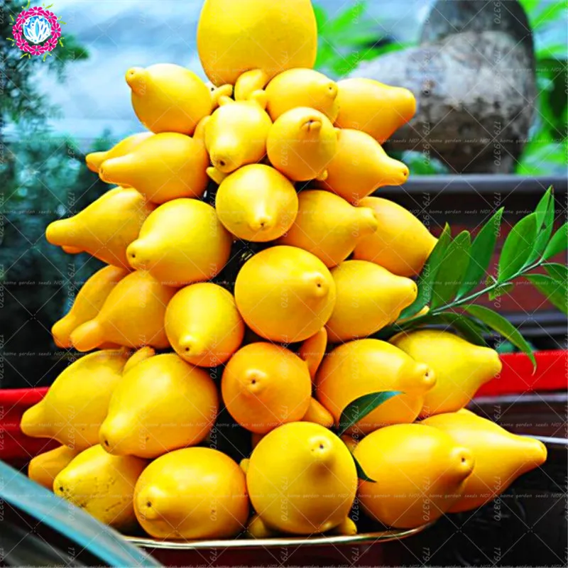 

100pcs Solanum mammosum Gold fruit finger eggplant Ornamental plants Fruits and vegetables bonsaipot Rare plants
