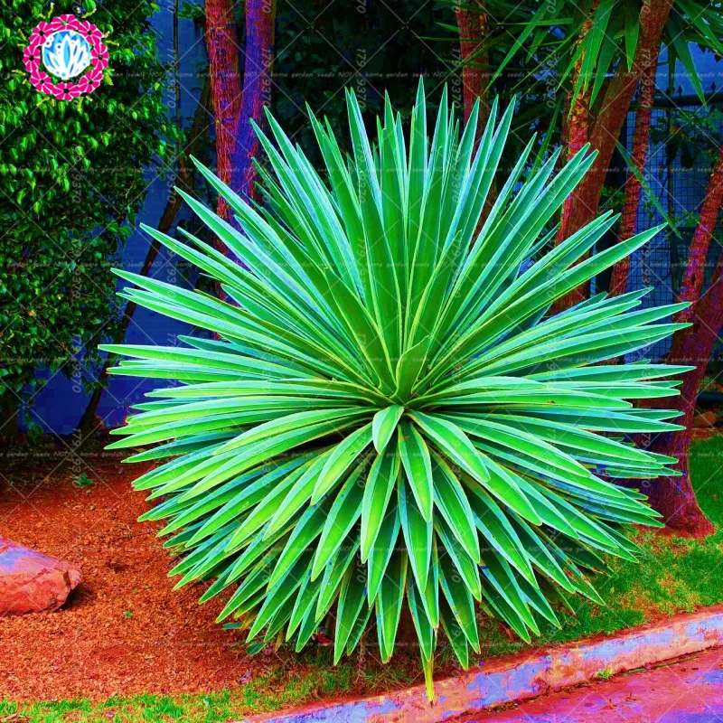 

100pcs bonsai Mexico Gaint Agave americana rare bonsai succulent plants perennial flower potted plants DIY home garden