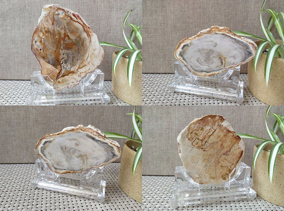 "-4" окаменевшая древесина образец плиты Fossil Polished Rock Мадагаскар-1 шт