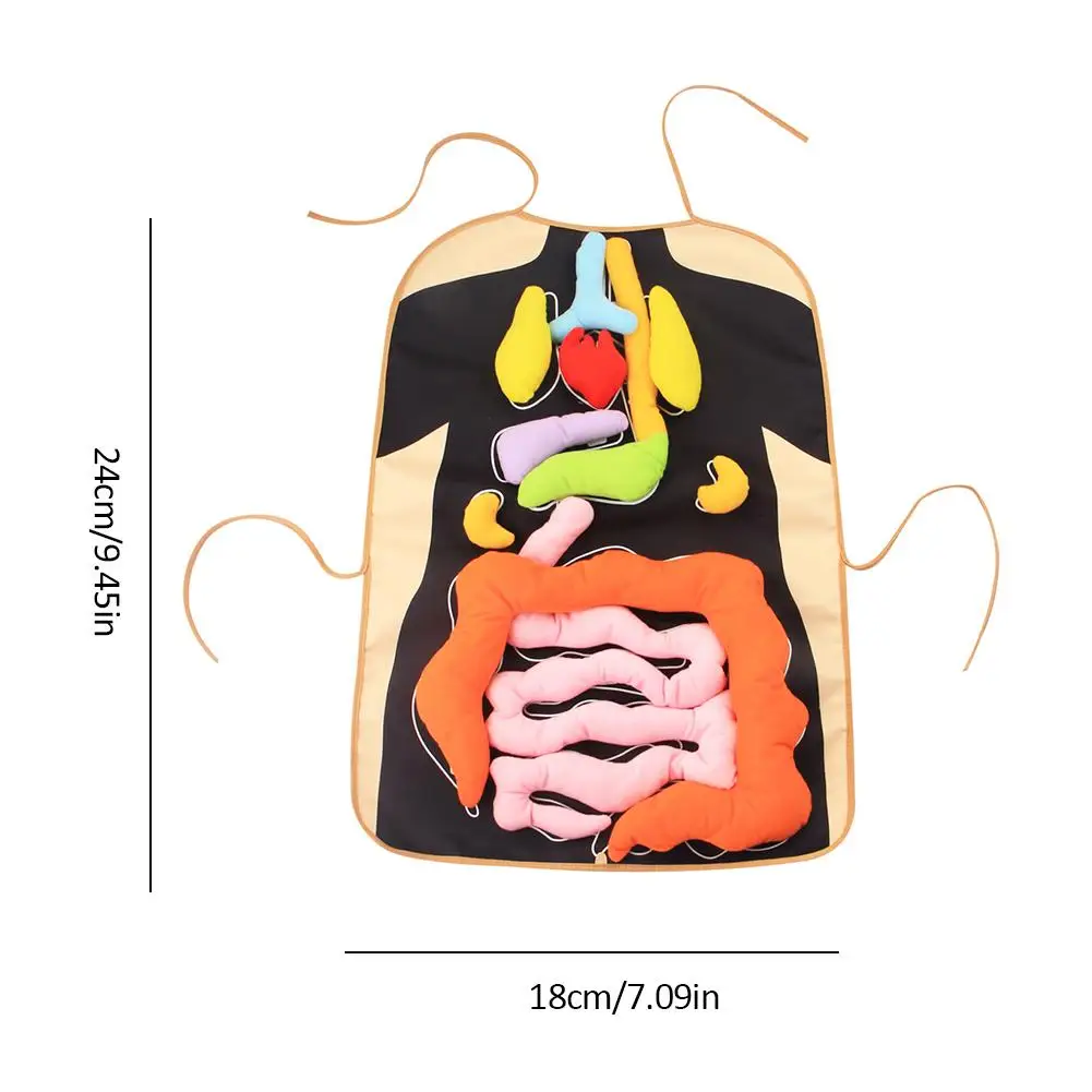 Новые Развивающие игрушки для детей, анатомический фартук для человеческого тела, Дошкольное обучение