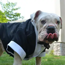Свадебная большая собака костюм Мопс Великобритания FR бульдог ласточкин хвостый смокинг официальная одежда куртка для питбультерьер