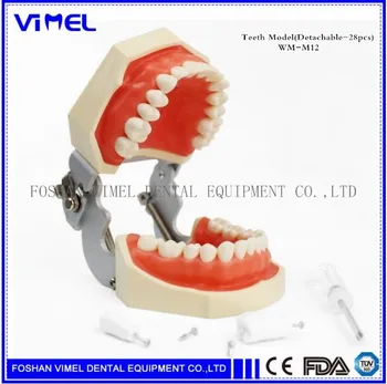

Dental Teaching Standard Model Dental Teeth Model 28 tooth Removeable