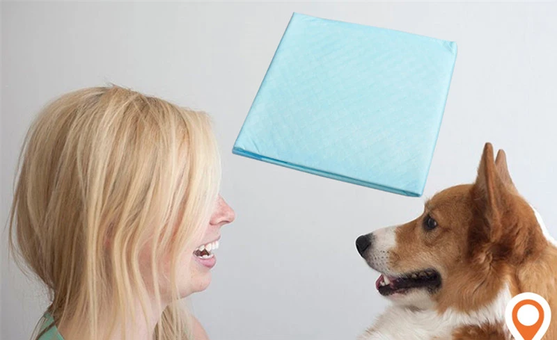Super Absorbent Diaper Antibacterial Dog Urine Pad Pet Dog Diapers  Multi-Size Dog Toilet Mat Puppy Training Pee Pads (10)