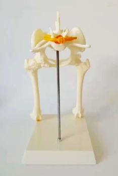 

Dog Hip Model Dog Skeleton Animal Skeleton Dog Pet Veterinary Teaching Aids Animal Anatomy Model Medical Osteoporosis Model