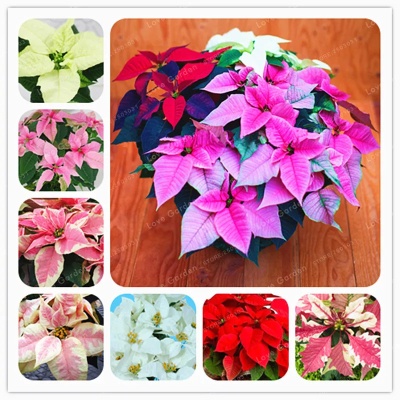 

100 Pcs / Bag Poinsettia DIY Potted Colorful Bonsai Flower Bonsai Indoor Outdoor Flower Flower Bonsai eds Home Garden