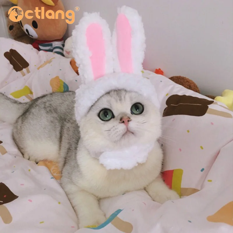 кот с ушками зайца. кот с ушками зайца. кот с заячьими ушами. кот с заячьими ушами. милые котики с заячьими ушками.