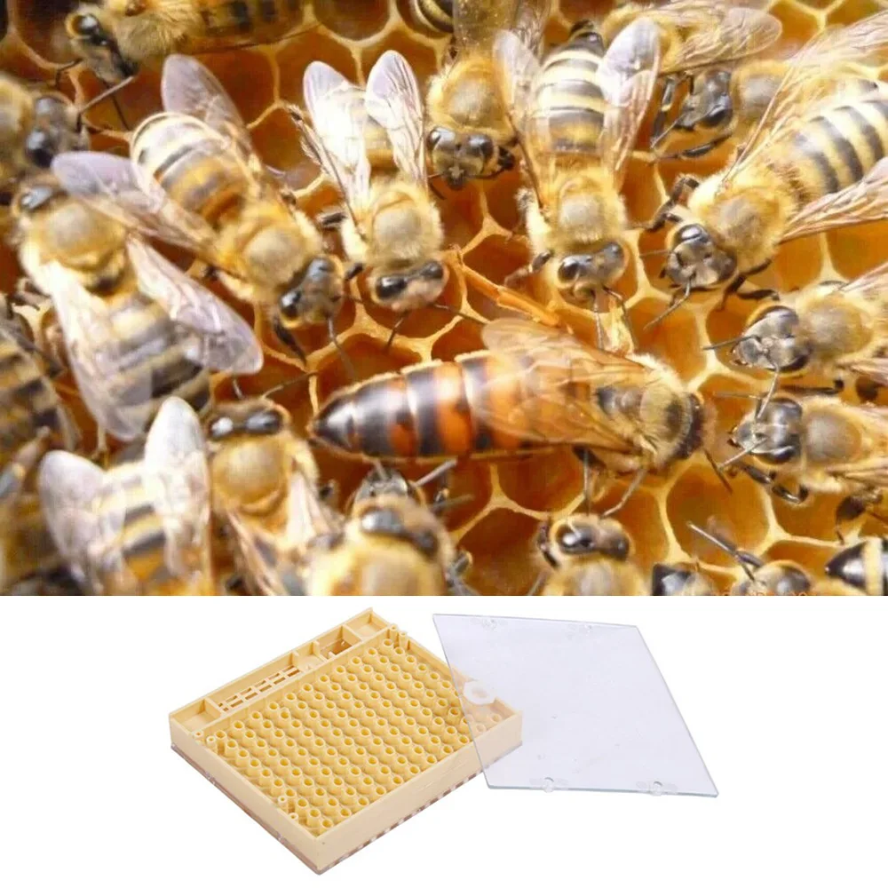 Beekeeping Tools Equipment Set Queen Rearing System Cultivating Box Plastic Bee Cell Cups Cup kit Queen Cage Feeding Tools