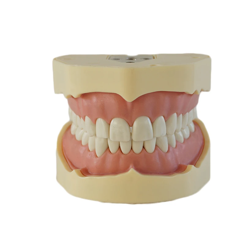

1PC High Quality teeth model dental tooth model Medical teaching tool art tools Brush teeth education tool BF Type Study Model