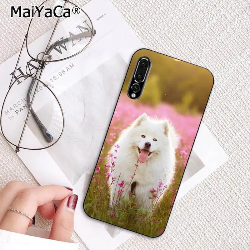 Cute Dog Husky