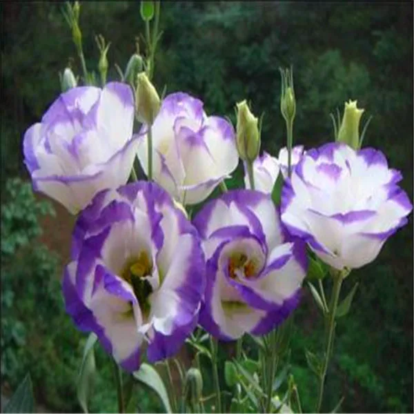 

Hot sale! 200 Pcs Rare Eustoma bonsai Perennial Flower plants Balcony Potted Flowers Bonsai Lisianthus For Home Garden Planting