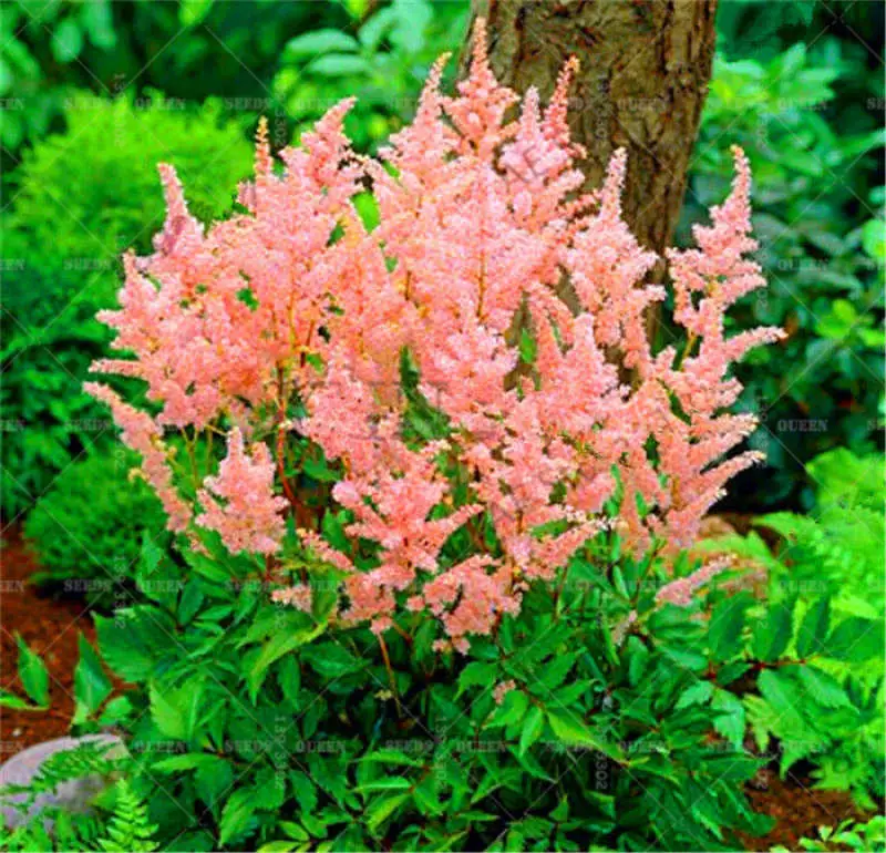 Sale-100-Pcs-pack-astilbe-plant-exotic-beautiful-potted-flower-flores-bonsai-plantas-for-home-garden (2)