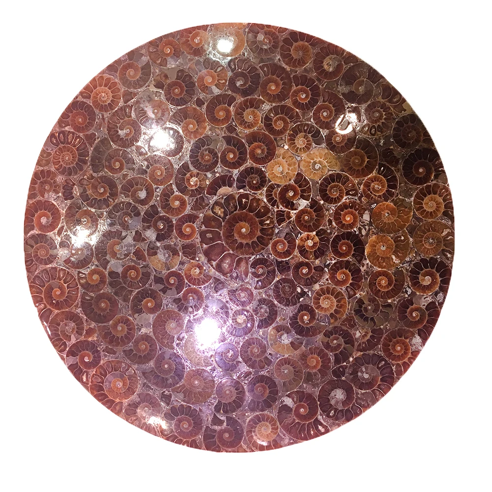 25 см натуральный аммонит ломтик пластины Fossil ломтики океана Улитка Раковины камень Мадагаскар минеральный образец для украшения дома