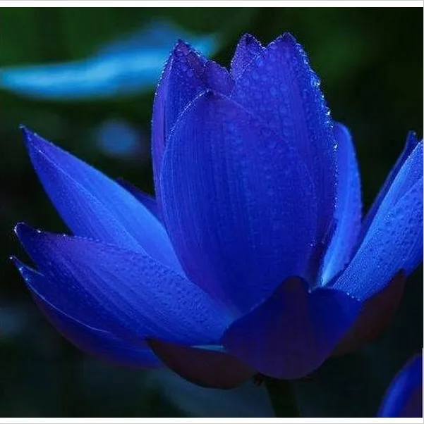 Online Buy Wholesale blue lily flower from China blue lily