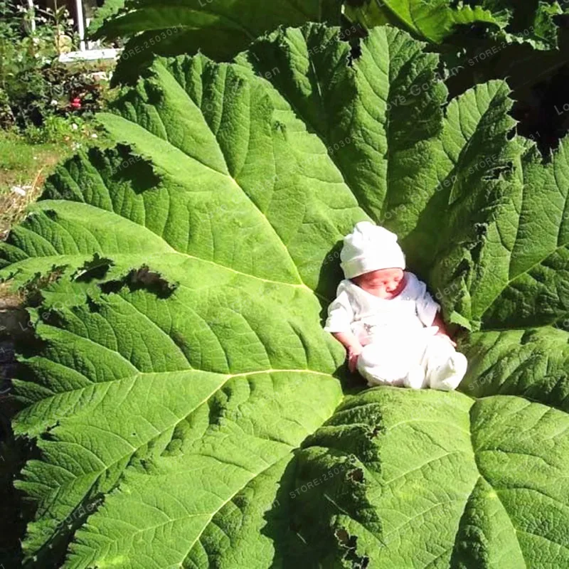 Gunnera Manicata Bonsai Also Called Giant Rhubarb Bonsai Grow In Partial Shade Huge Leaves Outdoor Plant in Garden 50 Pcs/Bag
