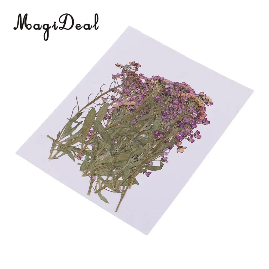 MagiDeal 20Pcs Pressed Alyssum Real Dried Flower Scrapbooking Making Accessories for DIY Necklace Pendants Charms Resin Casting