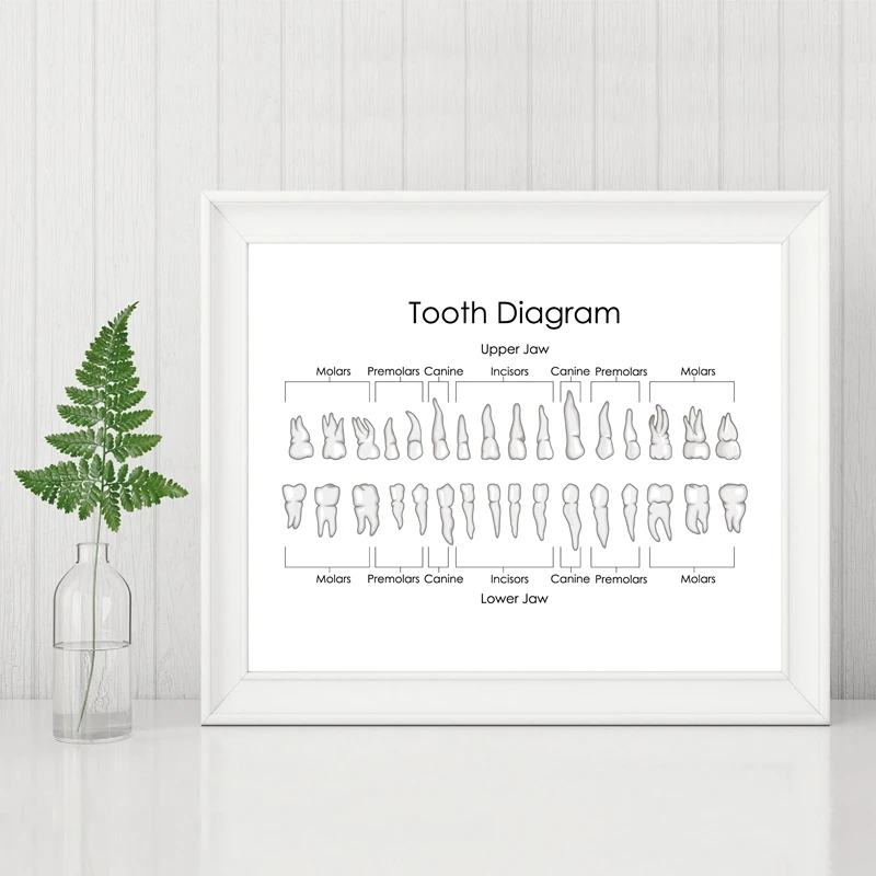 Tooth Anatomy Diagram Prints Dentist Office Decor