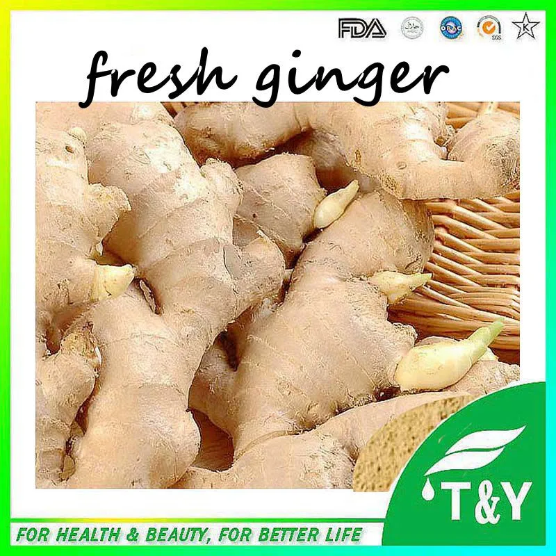 China suppliers black ginger root powder,101 red ginger root extract