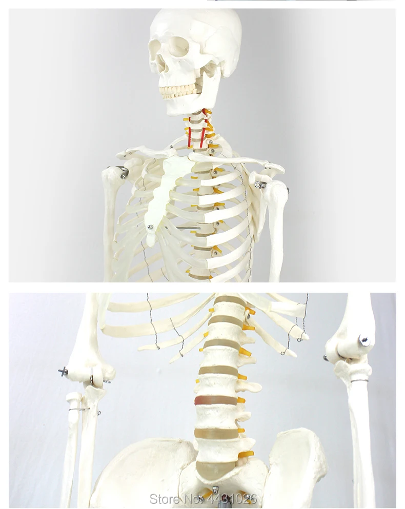 ENOVO 170 см медицинская модель скелета человека наука позвоночника сгибание Йога упражнения скелета модель